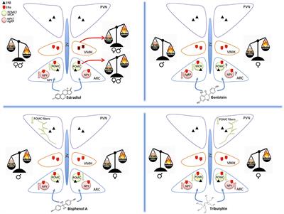 Metabolism Disrupting Chemicals and Alteration of Neuroendocrine Circuits Controlling Food Intake and Energy Metabolism